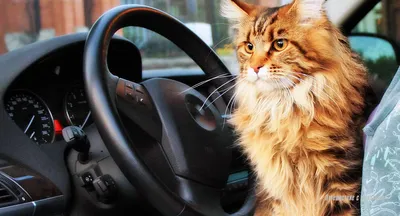 ФОТО ПРИКОЛ коты: кот за рулем