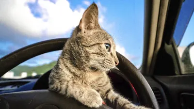 Фото кот за рулём авто» — создано в Шедевруме