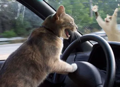 Кот за рулем иномарки на дороге в Воронеже рассмешил автомобилистов