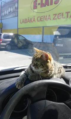 Осторожно, за рулем… кот — DRIVE2