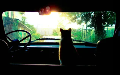черный кот сидит за рулем автомобиля Фото Фон И картинка для бесплатной  загрузки - Pngtree