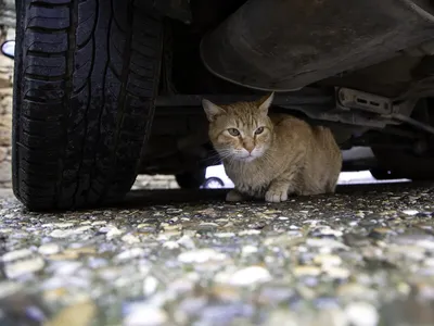 Запертый кот в машине в центре Москвы: как его спасли, что с хозяином