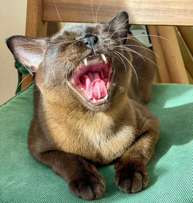 Мой кот зевает :) | Пикабу
