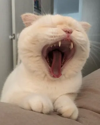 Почему кошки часто зевают? | Блог зоомагазина Zootovary.com