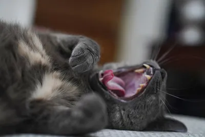 Кот зевает | Пикабу