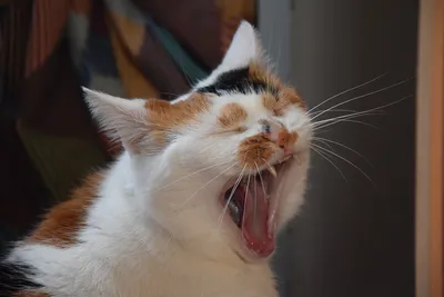 Кот зевает | Пикабу