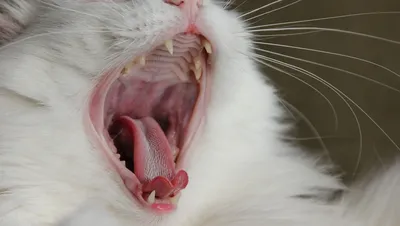 Кот зевает очень смешно красивые фотографии европейского случайного  животных Стоковое Изображение - изображение насчитывающей ландшафт, конец:  196150037