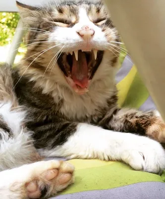 Кошка Зевать Домашняя - Бесплатное фото на Pixabay - Pixabay