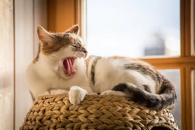 Две причины, по которым кошка зевает в ответ человеку | Заметки  зооработника | Дзен