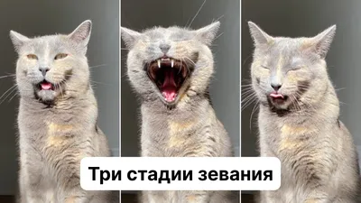 Кошка зевает | Пикабу