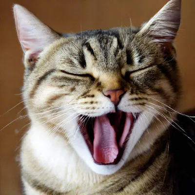 9 вещей, о которых мечтает ваша кошка - Питомцы Mail.ru