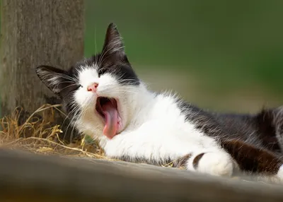 Кот зевает» — создано в Шедевруме