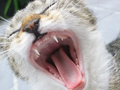 Кот зевает. Портрет серого, пушистого, зевающего кота. Пасть, клыки.  Портрет крупно Stock Photo | Adobe Stock