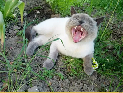 Почему кошки часто зевают? | Блог зоомагазина Zootovary.com