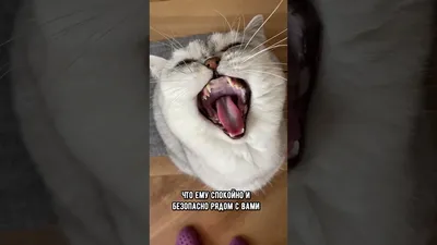 Почему кот зевает, когда к нему подходит человек | О котах | Дзен