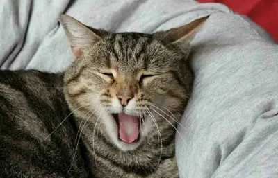 Серый кот зевает на месте спать Стоковое Фото - изображение насчитывающей  любимчик, аллергически: 90681960