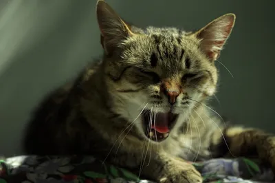 кот зевает на солнышке, коричнево белая пчелиная кошка зевает с открытым  ртом, Hd фотография фото, кошка фон картинки и Фото для бесплатной загрузки