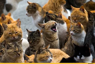 шяшп Шяш 'ММШ / милаха :: зевает :: кот :: живность :: коты :: котэ  (прикольные картинки с кошками) / смешные картинки и другие приколы:  комиксы, гиф анимация, видео, лучший интеллектуальный юмор.