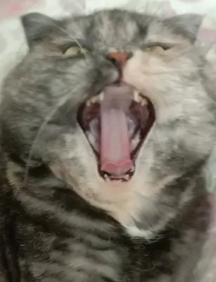 Почему кот зевает при виде хозяина #кошка #коты #кот - YouTube