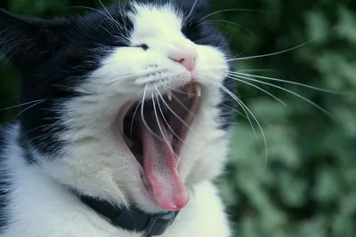 Кот зевает открыв большой рот и показывает зубы Stock Photo | Adobe Stock