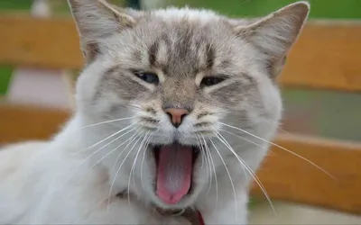Бенгаловый кот зевает на подоконнике…» — создано в Шедевруме