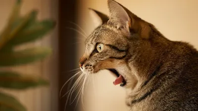 полосатый кот зевает и смотрит в камеру, кот сидит высунув язык, Hd  фотография фото, кошка фон картинки и Фото для бесплатной загрузки