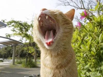 Кошка Кот Зевает - Бесплатное фото на Pixabay - Pixabay