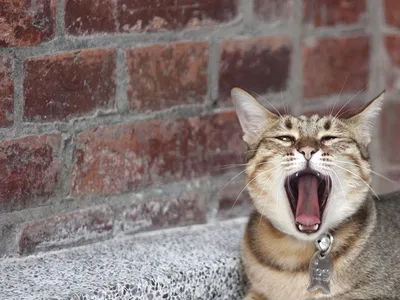 Что значит, если кошка зевает в нашем присутствии | Кошка.ru | Дзен