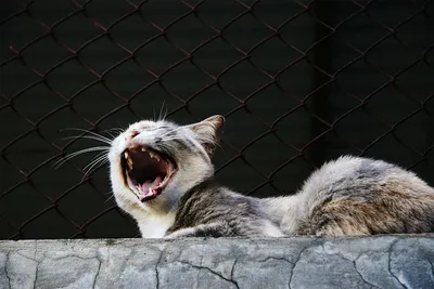 кошка зевает | Кошки