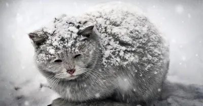 Мерзнет ли кошка зимой? - Питомник шотландских кошек Style Jasmine г.  Санкт-Петербург