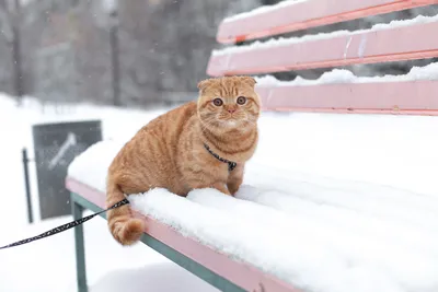 Кошки и снег – поведение кошек в снегопад