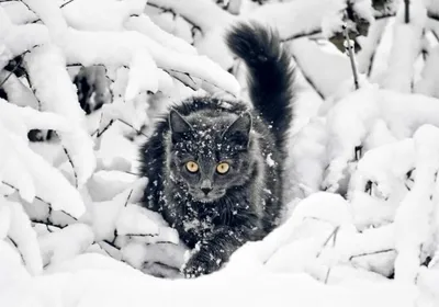 Как помочь уличным котам зимой - советы от специалиста | Стайлер