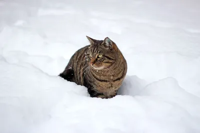 Как помочь согреться бездомной кошке зимой на улице » Кошка Ветра