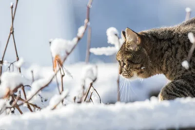 Кот в снег зимой стоковое изображение. изображение насчитывающей котенок -  212034673
