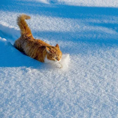 Кошки зимой: 7 советов для здоровья, тепла и уюта