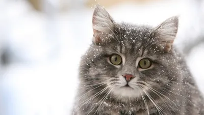 Кот идет по снегу (54 фото) - 54 фото