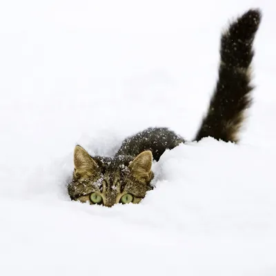 Нежный белоснежный кот зимой играется…» — создано в Шедевруме