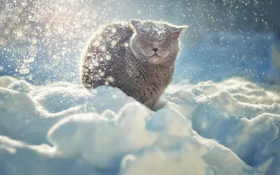 Кот Бездомный Зима - Бесплатное фото на Pixabay - Pixabay