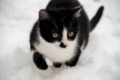 Может ли кошка выжить зимой на улице без источников тепла?☃️ | Записки НЕ  волонтера | Дзен