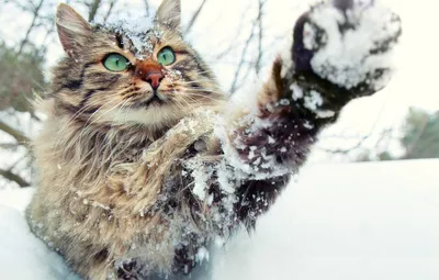 Кот зимой на улице,эффект холода,…» — создано в Шедевруме