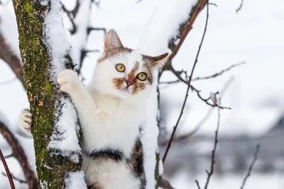 Кот зимой фото фотографии