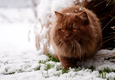 Как уличные кошки выживают зимой? И как им помочь? | Догги Академия | Дзен