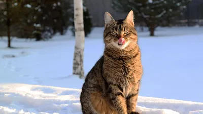 В соцсетях нашли кота, который обожает зиму — и это не выдумка - Питомцы  Mail.ru