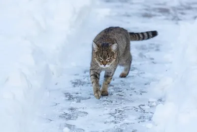 Стоит ли выгуливать кошку на улице? Особенно зимой? | Питомник британских  кошек Silvery Snow. Голубые британские котята. | Дзен
