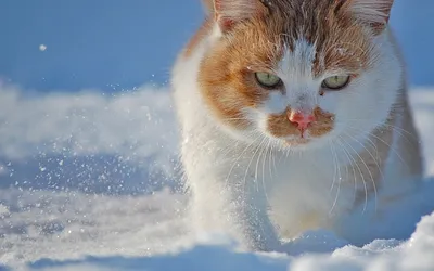 Коты зимой хотят домой в тепло