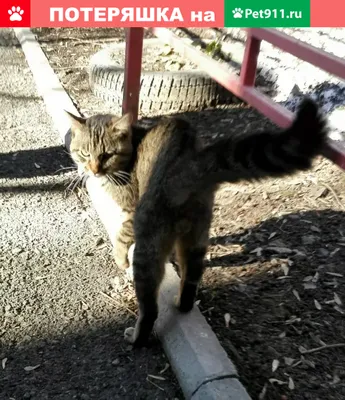 Потерян кот возле УПИ (Екатеринбург) | Pet911.ru