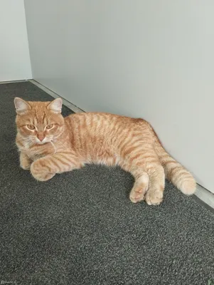 Найдена кошка, Замечен рыжий кот, Аппаратная ул., 4, Екатеринбург |  Pet911.ru