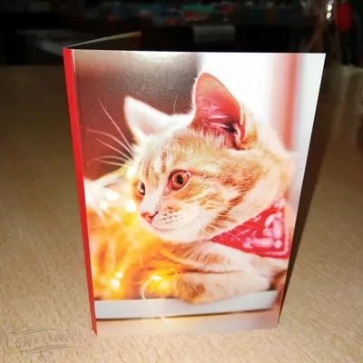 ПС-34 - Открытка полусредняя \"Рыжий кот\" купить в Екатеринбурге, цена