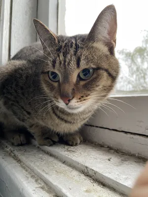 В Екатеринбурге хозяйка спасла кота, хвост которого примерз к окну -  «Уральский рабочий»