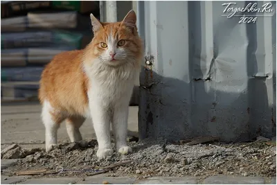 https://www.torgachkin.ru/2024/02/10-2024-krasnodar-cats-photo.html